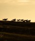 Sunset dinner overlooking Sibiu in the company of over 40 free horses