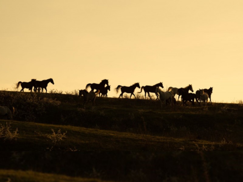 Sunset dinner overlooking Sibiu in the company of over 40 free horses