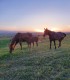 Sunset dinner overlooking Sibiu in the company of over 40 free horses