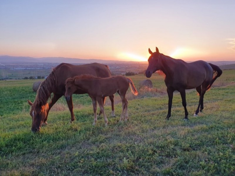 Sunset dinner overlooking Sibiu in the company of over 40 free horses