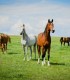 Sunset dinner overlooking Sibiu in the company of over 40 free horses