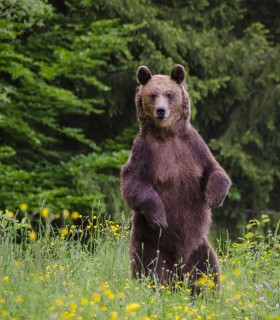 Bear watching in Tinutul Vulcanilor