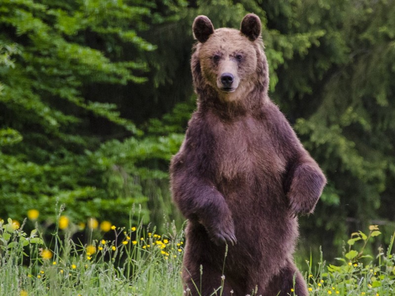 Bear watching in Tinutul Vulcanilor