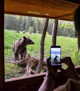 Bear watching in Sinca Noua, for groups