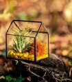 Kit terariu cu plante - Alege un cadou inspirat pentru cei dragi