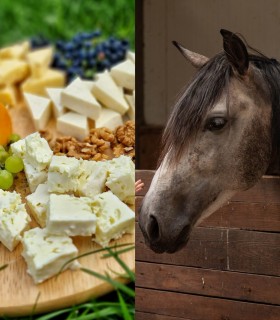 Have dinner with your loved ones in the company of horses, at the stable in Brasov