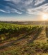 Family bike tour to the wine cellars in Dealu Mare