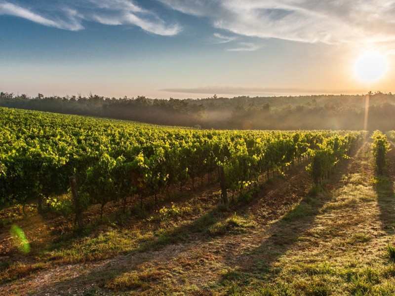 Family bike tour to the wine cellars in Dealu Mare