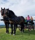 Family horse-drawn carriage rides on the plains of Harghita