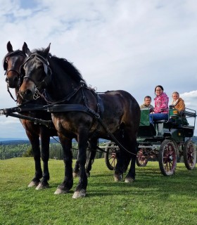 Plimbare in familie cu trasura trasa de cai, pe plaiurile Harghitei