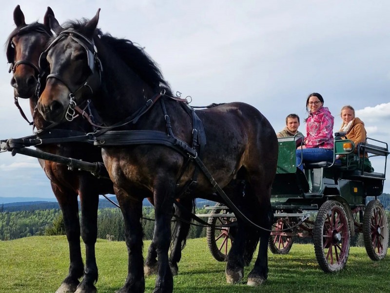 Family horse-drawn carriage rides on the plains of Harghita