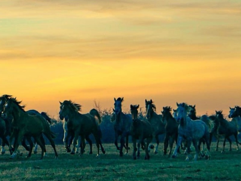 Sunset dinner overlooking Sibiu in the company of over 40 free horses