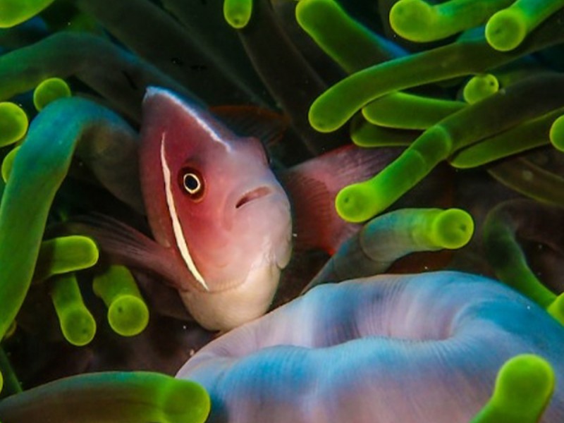 Fun online biology courses for children between 5-8 years old