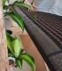 Jade stone therapy - relaxing experience for couples in Bucharest
