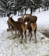 Romantic holiday at the Deer Farm on Avrig Valley