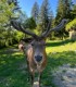 Romantic holiday at the Deer Farm on Avrig Valley