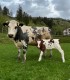 Romantic holiday at the Deer Farm on Avrig Valley