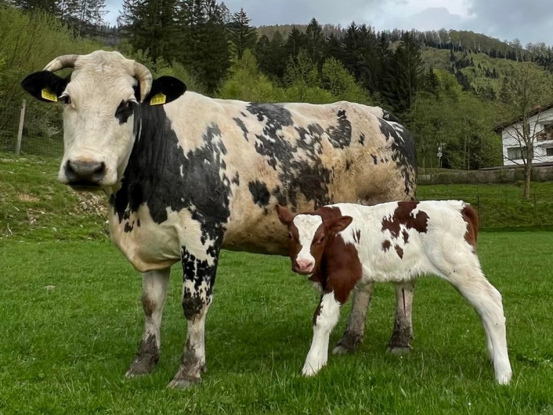 Romantic holiday at the Deer Farm on Avrig Valley