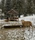 Romantic holiday at the Deer Farm on Avrig Valley