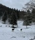 Romantic holiday at the Deer Farm on Avrig Valley