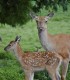 Romantic holiday at the Deer Farm on Avrig Valley