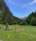Romantic holiday at the Deer Farm on Avrig Valley