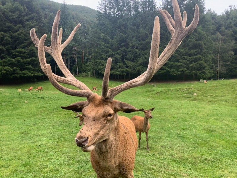 Family holiday at the Deer Farm on the Avrig Valley