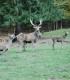 Family holiday at the Deer Farm on the Avrig Valley