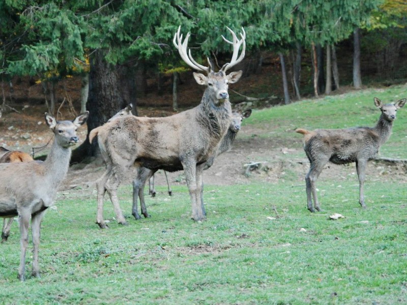 Family holiday at the Deer Farm on the Avrig Valley