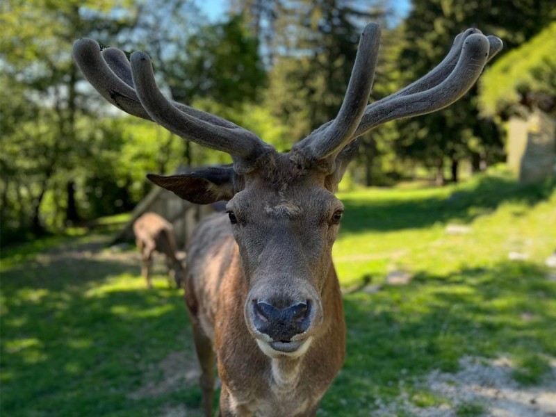 Family holiday at the Deer Farm on the Avrig Valley