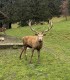 Vacanta in familie la Ferma cu Cerbi de pe Valea Avrigului