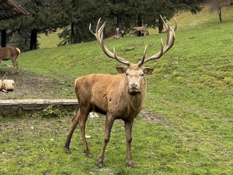 Family holiday at the Deer Farm on the Avrig Valley
