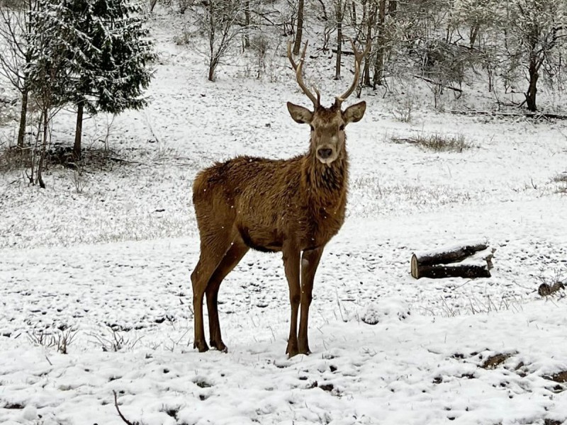 Family holiday at the Deer Farm on the Avrig Valley