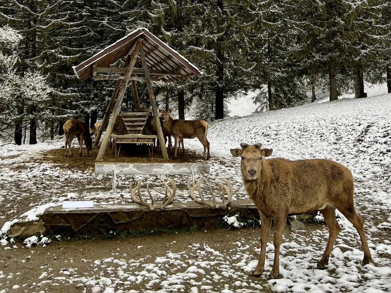 Family holiday at the Deer Farm on the Avrig Valley
