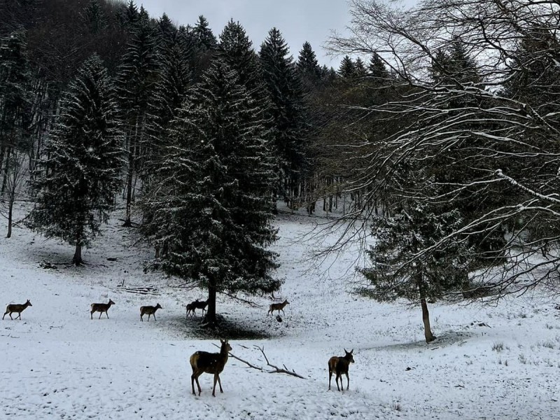 Family holiday at the Deer Farm on the Avrig Valley