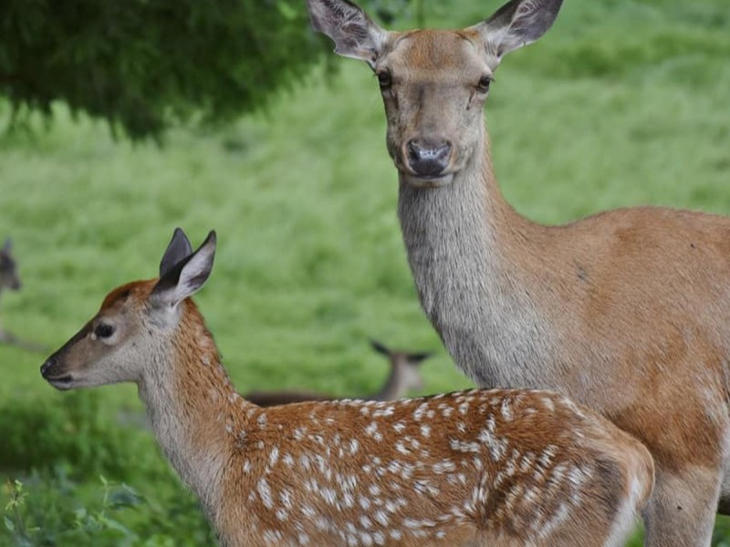 Family holiday at the Deer Farm on the Avrig Valley