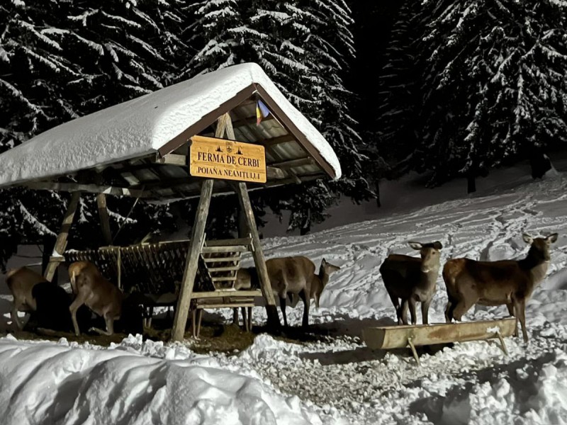 Family holiday at the Deer Farm on the Avrig Valley