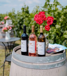 Degustare de vin si specialitati culinare in inima podgoriei Dealu Mare