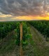 Degustare de vin, specialitati culinare si vizita la crama din Dealu Mare, pentru grupuri