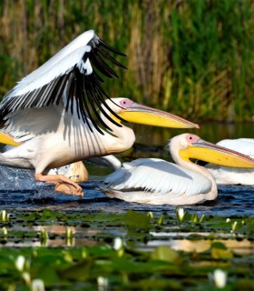 Bird watching in the Danube Delta - experience for groups