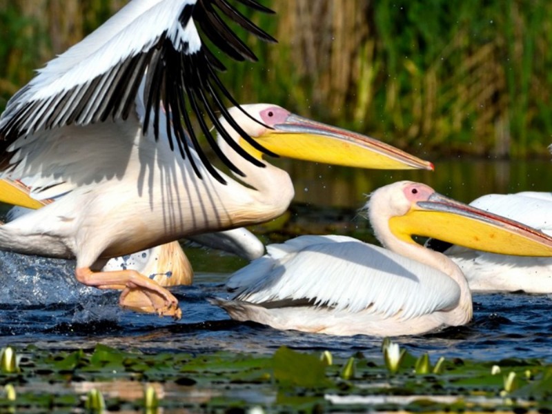 Bird watching in the Danube Delta - experience for groups