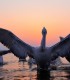 Bird watching in the Danube Delta - experience for groups