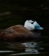 Bird watching in the Danube Delta - experience for groups