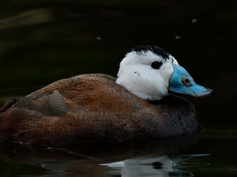 Bird watching in the Danube Delta - experience for groups