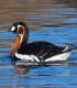 Bird watching in the Danube Delta - experience for groups