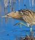 Bird watching in the Danube Delta - experience for groups