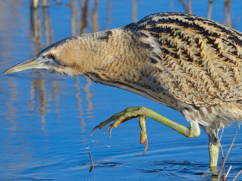 Bird watching in the Danube Delta - experience for groups