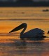 Bird watching in the Danube Delta - experience for groups
