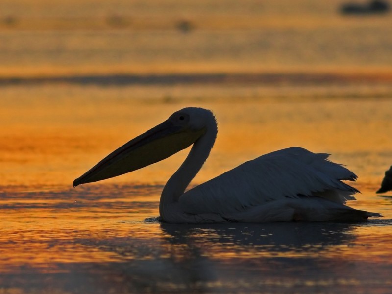 Bird watching in the Danube Delta - experience for groups