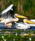Observare pasari in Delta Dunarii - experienta pentru grupuri